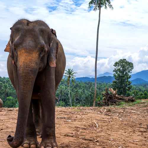 Viajes en grupos reducidos hacia Sri Lanka
